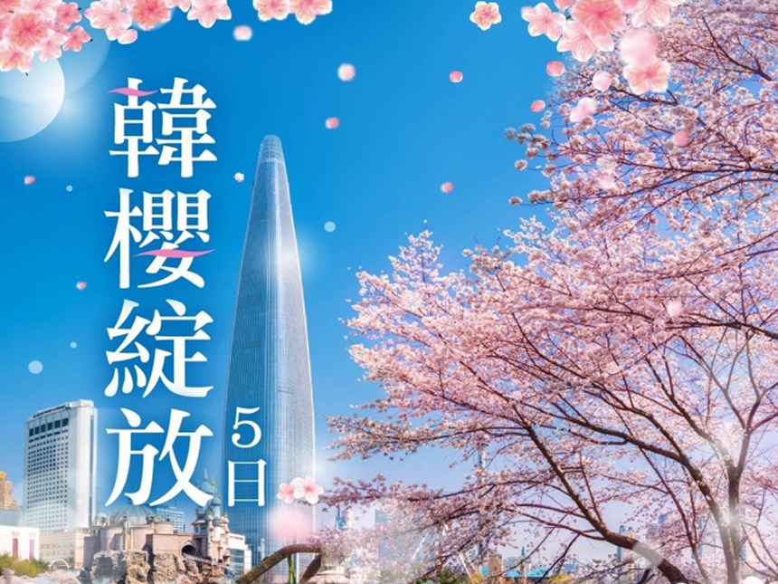韓櫻綻放5日