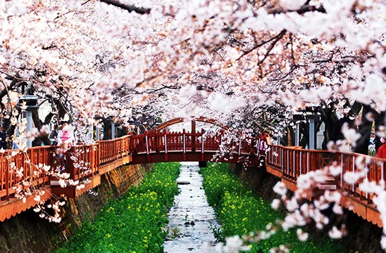 鎮海市最有名的櫻花路~餘佐川Romance羅曼史之橋