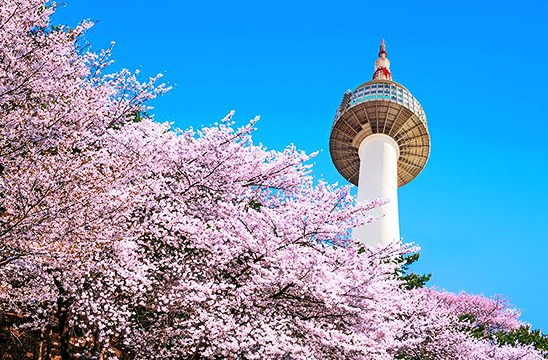 南山公園(賞櫻)~首爾塔(不上塔)