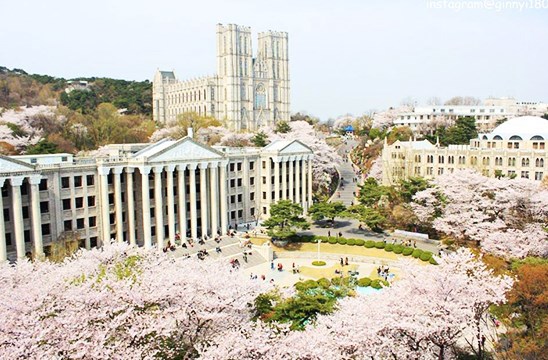 慶熙大學(賞櫻)