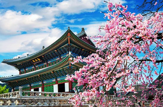 昌德宮(賞櫻)